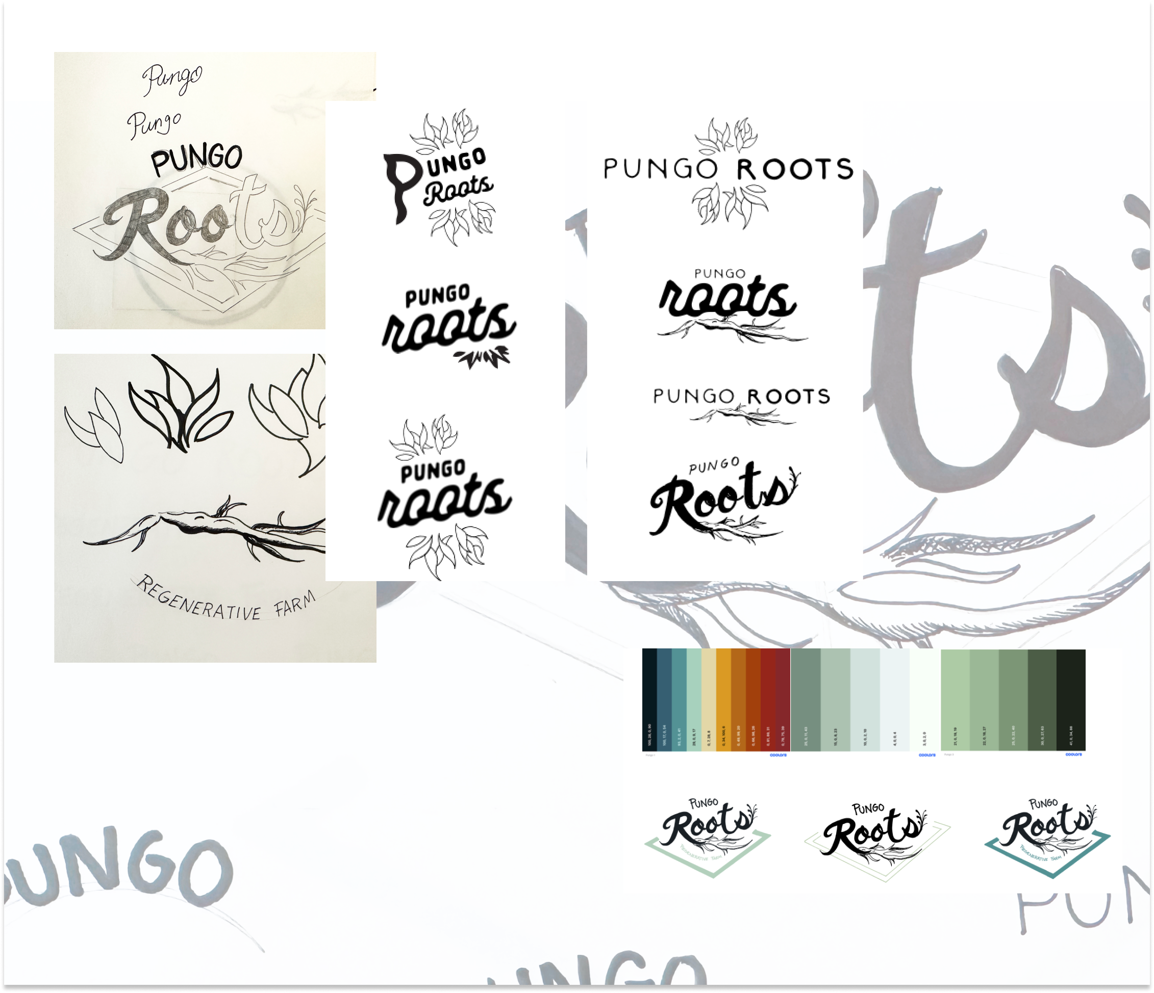 PUNGO ROOTS PROCESS